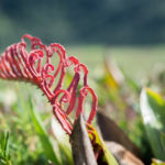 Copyrights : 1idee.net La Soufrière